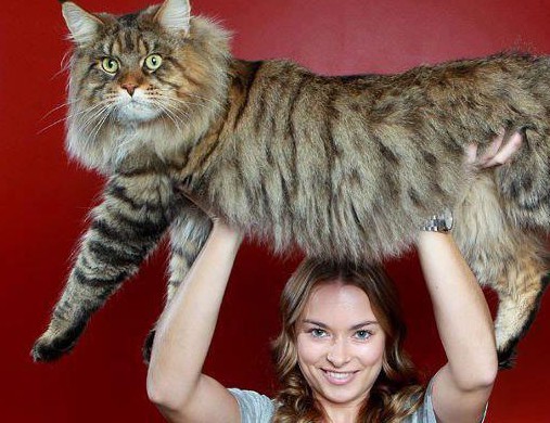 H Mεγαλύτερη Γάτα στον Κόσμο!