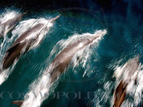 web-dolphins-getty
