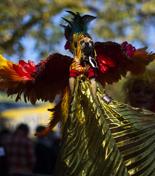 Eli, a Chihuahua dressed as a phoenix, and its owner Karen Biehl take part in the annual Tompkins Square Halloween Dog Parade in New York