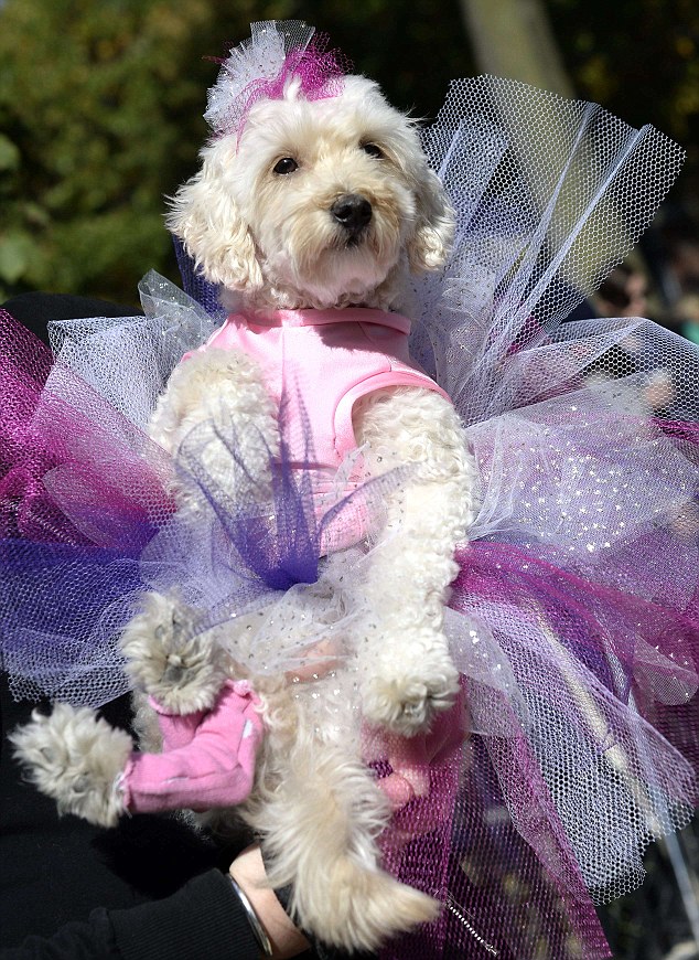 A dog in costume participates in the 23r