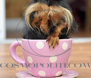 Τί Κρύβει Το Φλυντζάνι;