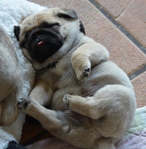 24 Pug Puppies That Should Be Illegal