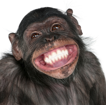 Close-up of Mixed-Breed monkey between Chimpanzee and Bonobo smiling, 8 years old