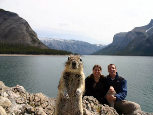 47-squirrel-photobomb-banff