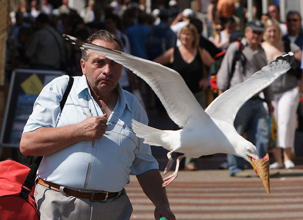 5-seagull-takes-ice-cream-p