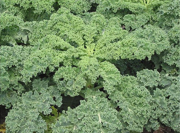 Oι 50 αποχρώσεις του Kέιλ