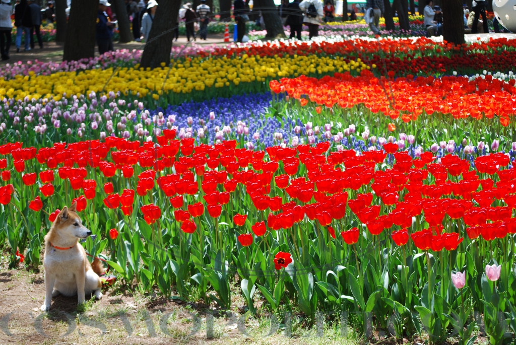 Tulips,Hitachi_Seaside_Park,Hitachinaka-city,Japan