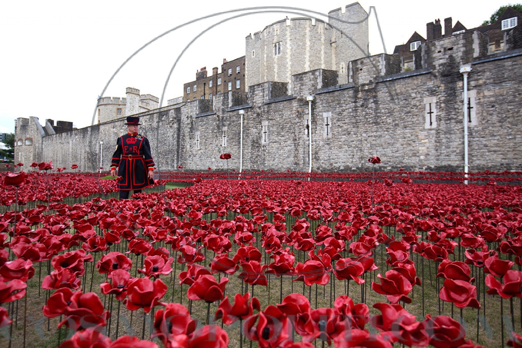 tower-london-poppies