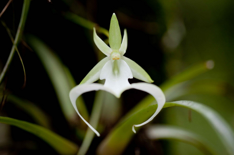 3 Ghost-Orchid