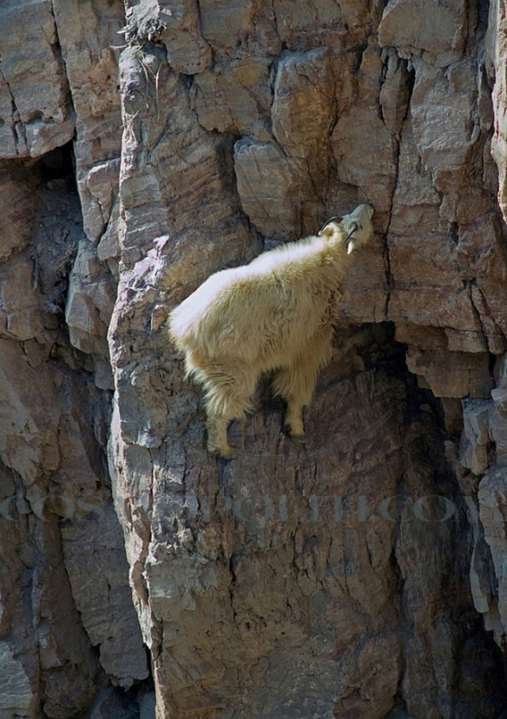 Goats-in-precarious-positions-06