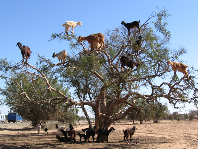 goats-in-trees