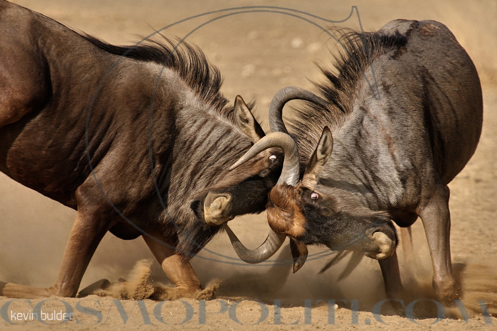 fighting_blue_wildebeest_by_kbulder-d48qs5g