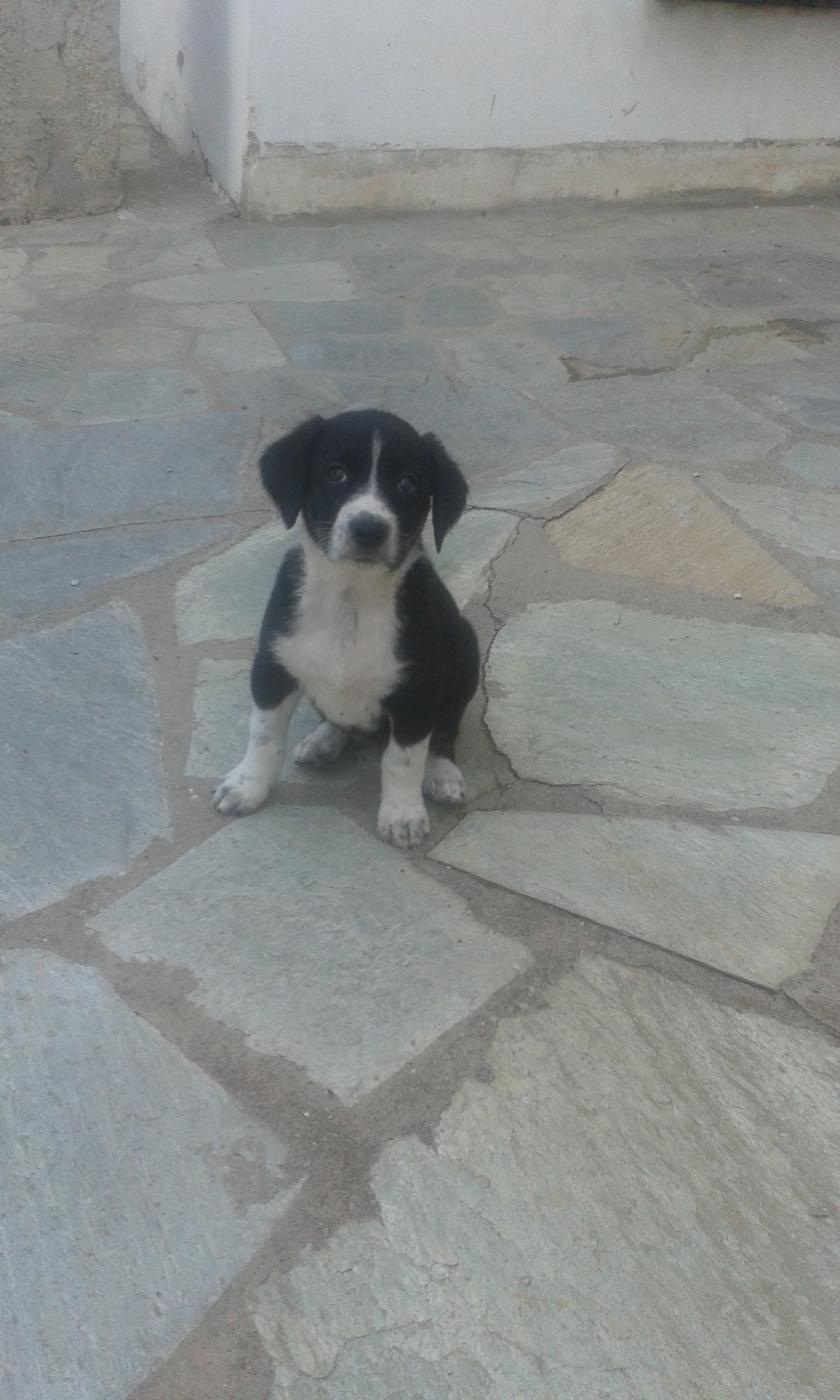 4 κουταβάκια χρειάζονται μια αγκαλιά. Μήπως τη δική σου;