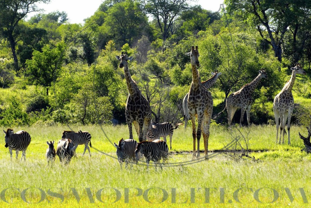kruger-national-park-south-africa-this-park-is-one-of-the-continents-largest-game-reserves-and-is-a-prime-spot-for-seeing-the-big-five-lions-leopards-rhinos-elephants-and-buffaloes-its-also-home-to-two-of-our-top-30-hote