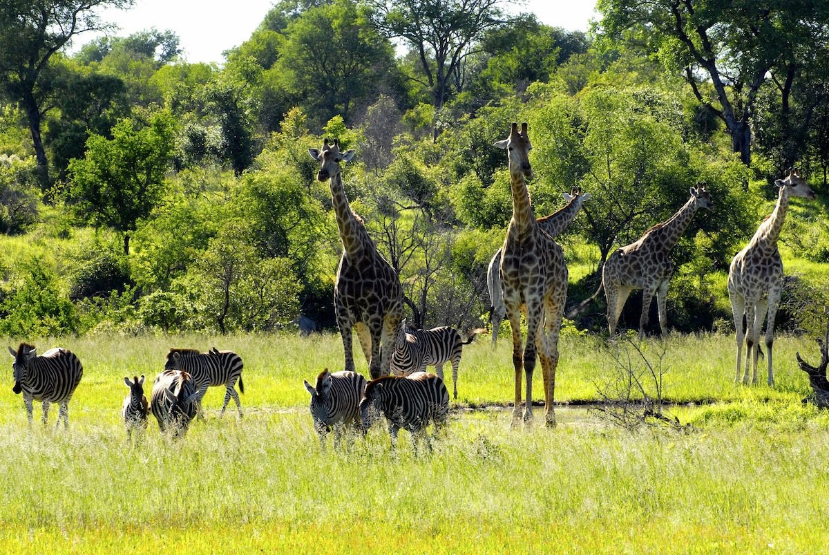 Национальный парк каким названием есть в африке. Крюгер ЮАР нац.парк. Национальные парки Африки Крюгера. Заповедник парк Крюгера. Национальный парк Крюгера Южная Африка.