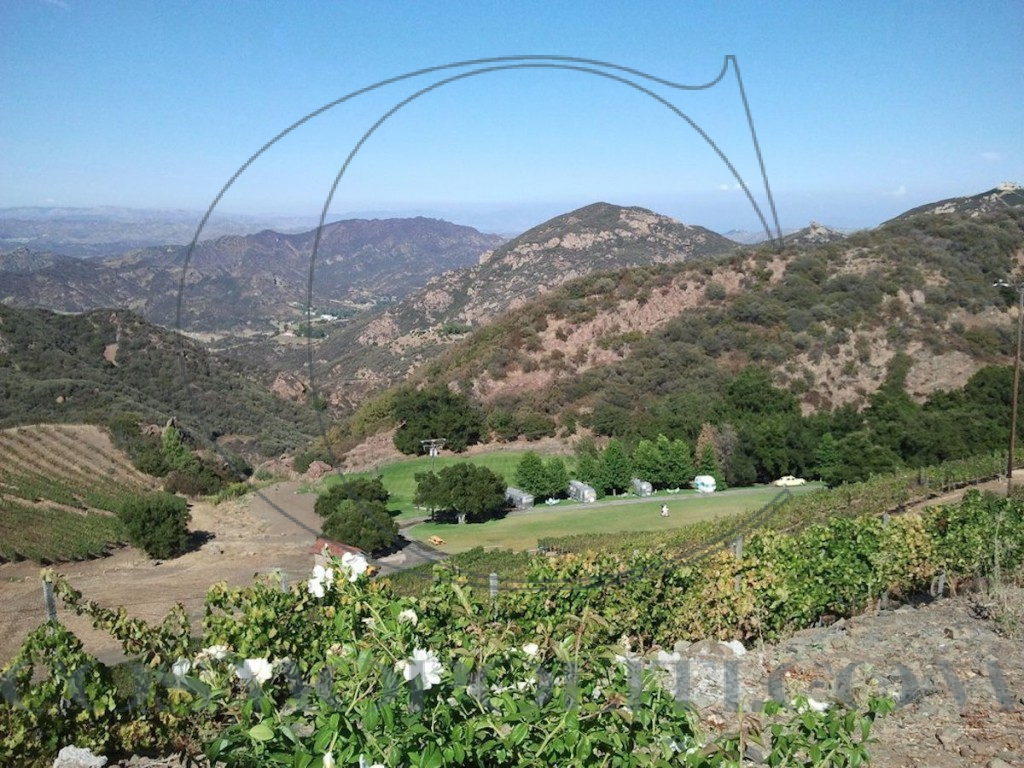malibu-california-just-last-year-malibu-was-given-american-viticultural-area-status-which-means-its-an-officially-designated-wine-growing-area-malibus-santa-monica-mountains-are-beautiful-and-an-ideal-spot-for-the-50-gro