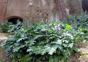 Άκανθος : Το “αρχαιότερο” λουλούδι της Ακρόπολης