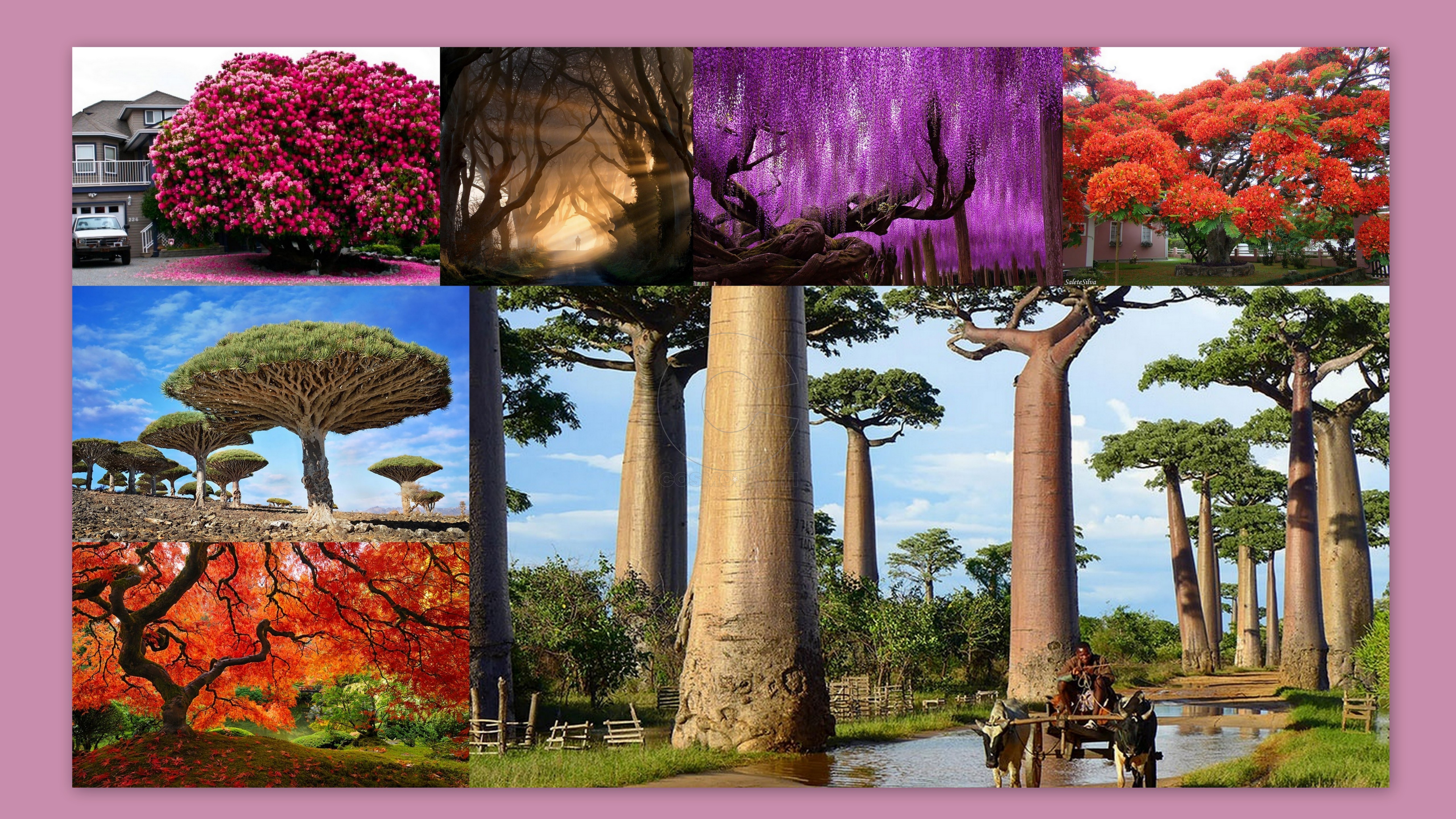 Αυτά είναι τα 15 πιο όμορφα δέντρα του κόσμου