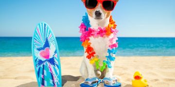 Καύσωνας: 12 τρόποι για να κρατήσετε τον σκύλο σας ενυδατωμένο