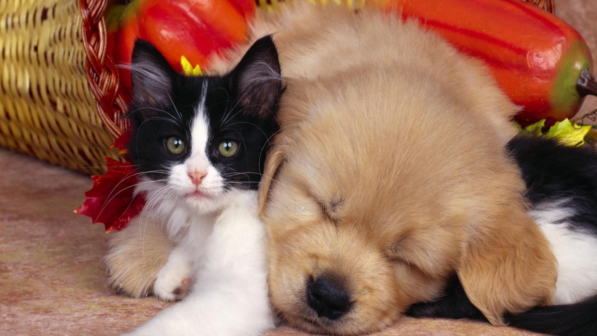 Cute-cats-dogs-pets-animals-1920x1080