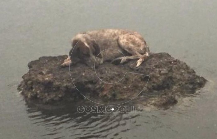 Πώς μπορείτε να βοηθήσετε τα πυρόπληκτα ζώα