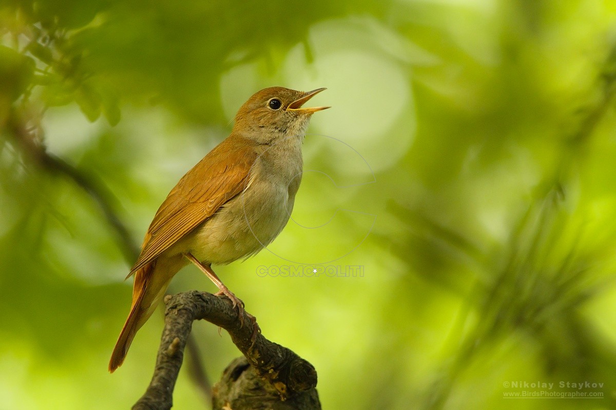 Τι καλά το λέει τ’ αηδόνι: το κόλπο των αρσενικών για να φλερτάρουν τα θηλυκά