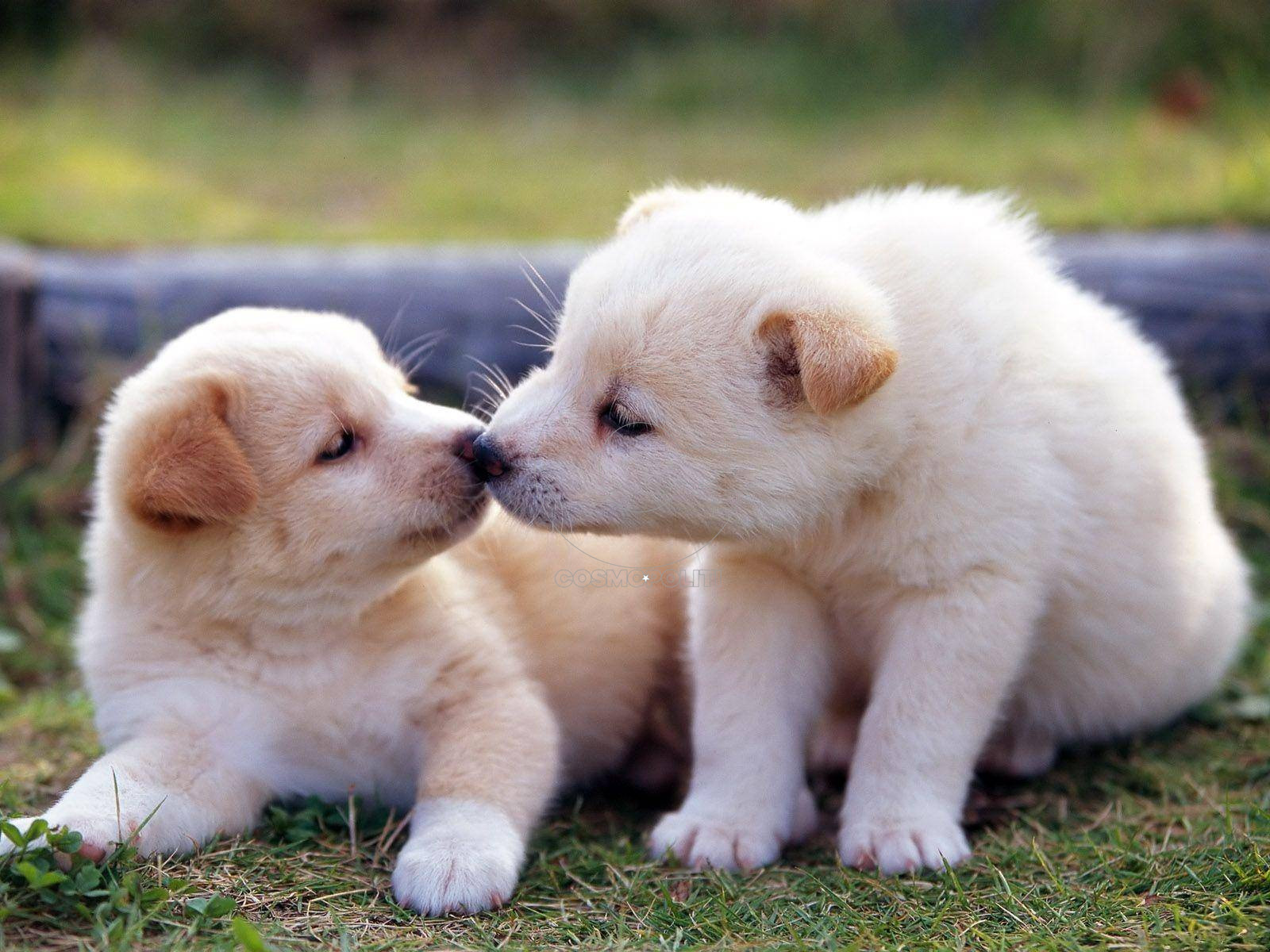 dog-kiss1