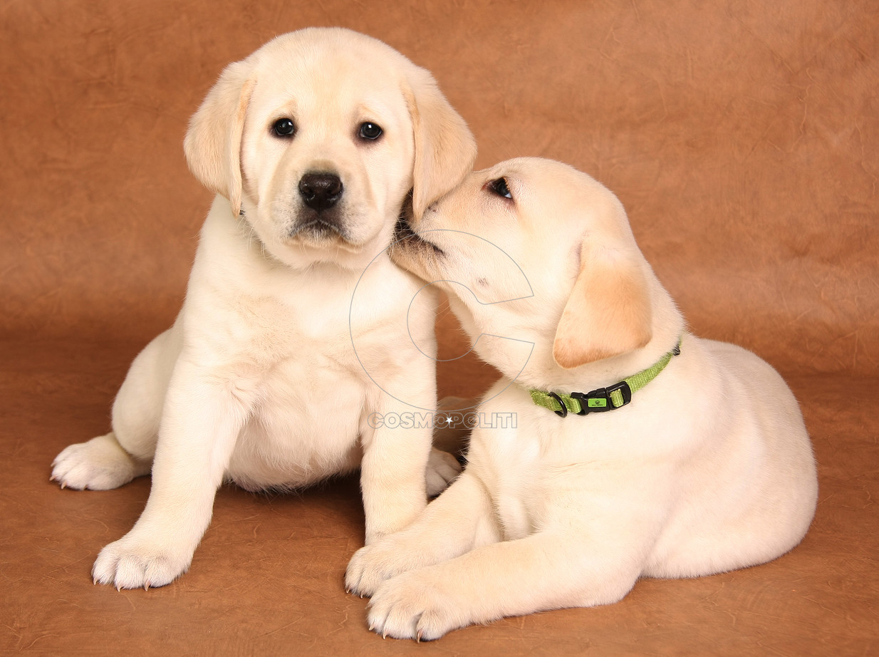 Cute labrador puppies snuggling together.