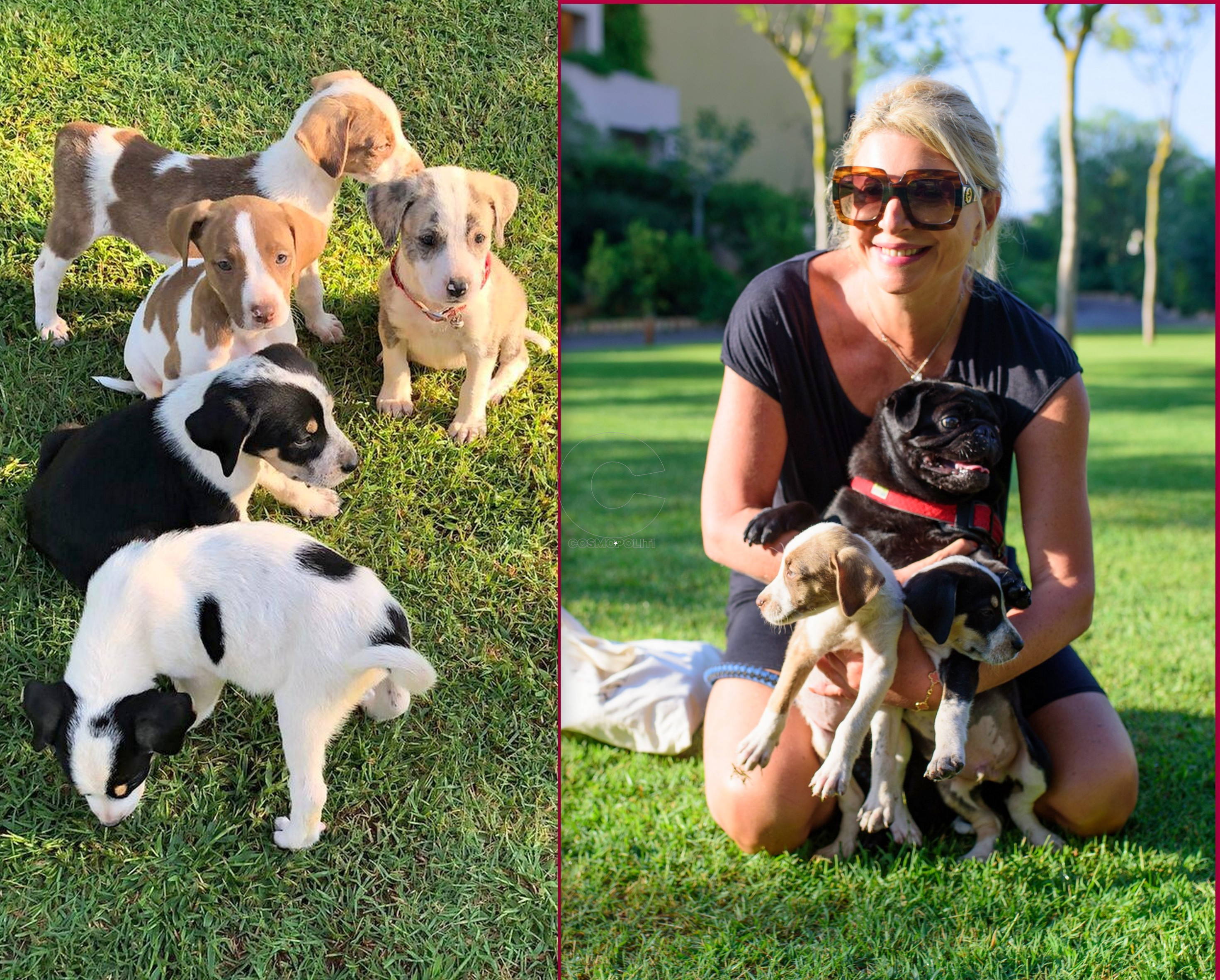 Tριήμερο αφιερωμένο στην υιοθεσία αδέσποτων ζώων @Costa Navarino