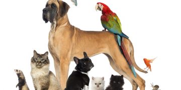 Ποτέ δεν θα πειράξω τα ζώα τα καημένα…