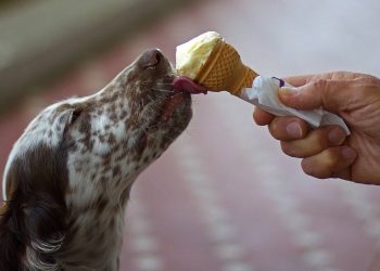Σπιτικό παγωτό μπανάνα για το σκυλάκι σου