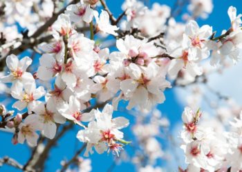 Η ρομαντική ιστορία της “Ανθισμένης Αμυγδαλιάς”