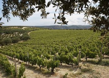 Scalarea Estate: Νέα εποχή για τo ιστορικό κτήμα της οινοποιίας Μπουτάρη στην Κρήτη