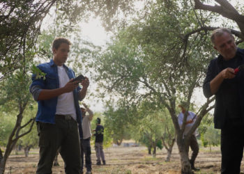 H γη της ελιάς: Επιχείρηση δολοφόνων πίσω από τους θανάτους