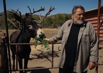 Η γη της ελιάς: Η ώρα των αποκαλύψεων