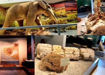 Μουσείο Φυσικής Ιστορίας Απολιθωμένου Δάσους Λέσβου: Ένα θησαυροφυλάκιο γνώσης και εμπειρίας
