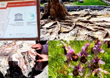 Απολιθωμένο Δάσος στη Λέσβο: Ένα γεωπάρκο με …βαθιές ρίζες!