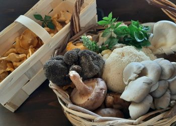 Μανιτάρια Δίρφυς: Επίσκεψη στο αγρόκτημα-διαμάντι της Εύβοιας