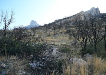 Τα Χριστούγεννα ενός καμένου δάσους