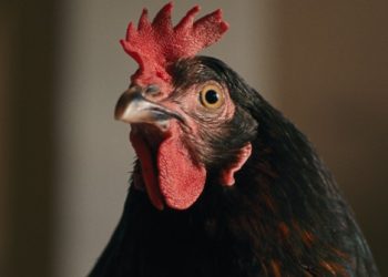 Κότα: Παγκόσμια πρεμιέρα στο Τορόντο